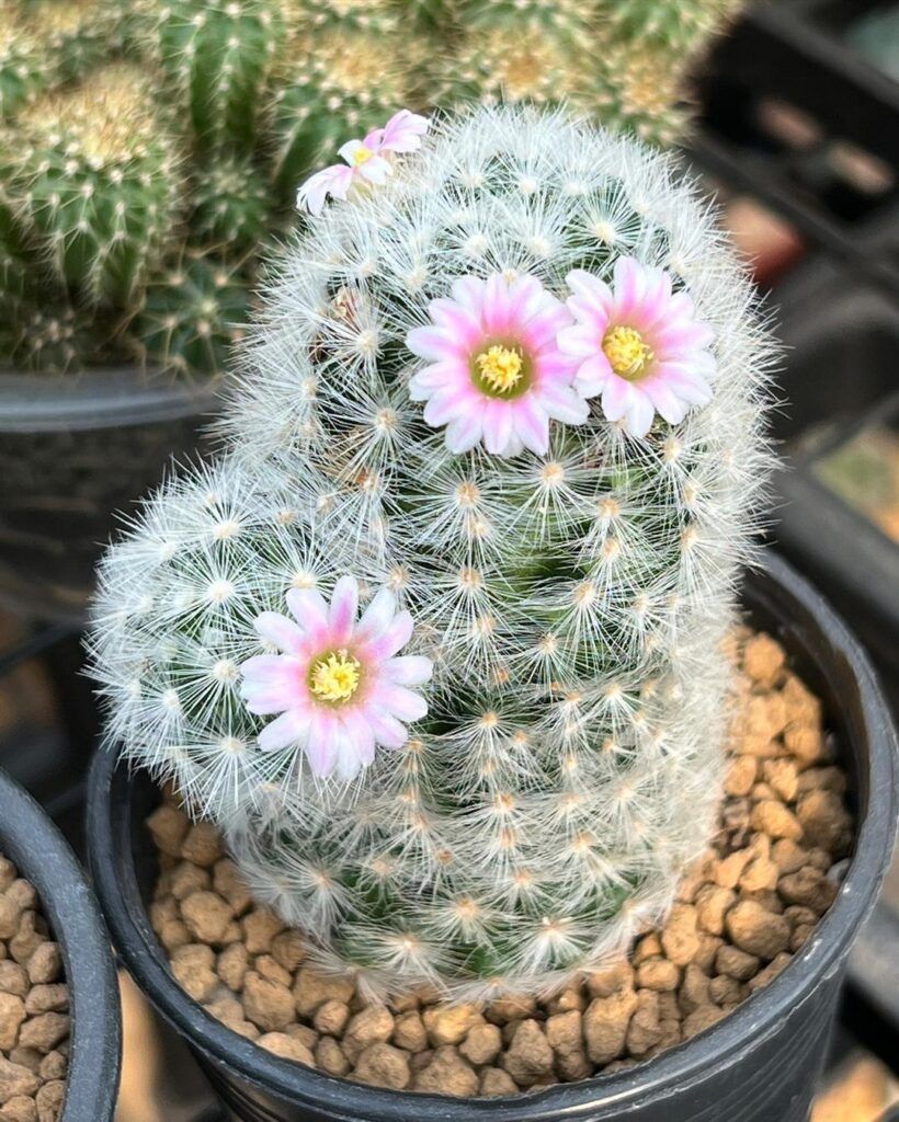 Kaktus Mammillaria